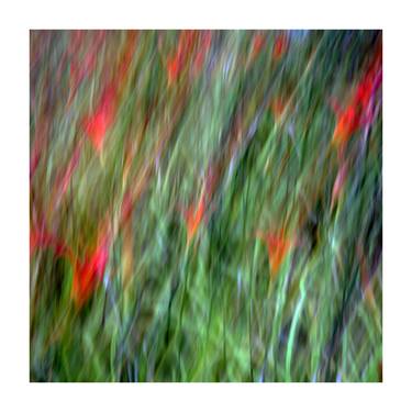 Hemerocallis no.2, from the series Vanishing Moments  -  limited edition thumb