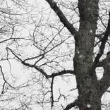White tree by Ester Q