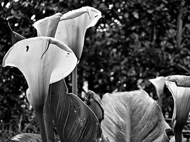 Il giardino in Bianco e nero Limited edition thumb