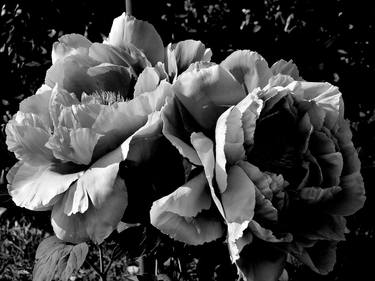 Le due peonie B/W - Limited Edition 1 of 10 thumb