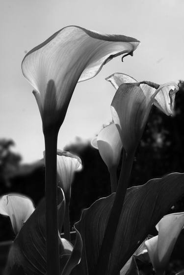 Original Art Deco Floral Photography by Ester Q