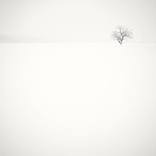 Fortune tree, Italy - 2009 by Marco Castoldi