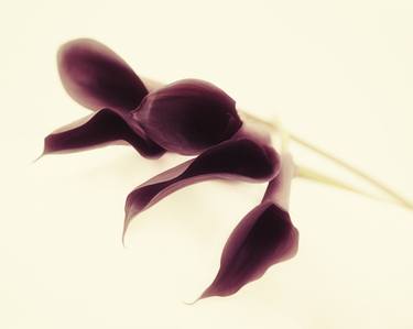 Still Life Ecru - Purple Cala Lilies - Limited Edition 1 of 20 thumb