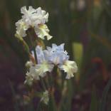 Still Life Night - Yellow and Blue Irises - Limited Edition 1 of 20 by Laurie Arends