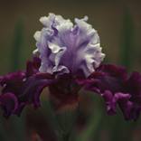 Still Life Night - Purple Iris - Limited Edition 1 of 20 by Laurie Arends