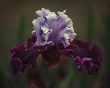 Still Life Night - Purple Iris - Limited Edition 1 of 20 thumb