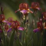 Still Life Night - Purple and Yellow Irises - Limited Edition 1 of 20 by Laurie Arends