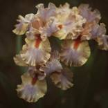 Still Life Night - Yellow and Lavender Irises - Limited Edition 1 of 20 by Laurie Arends