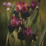Still Life Night - Royal Purple Irises - Limited Edition 1 of 20 by Laurie Arends