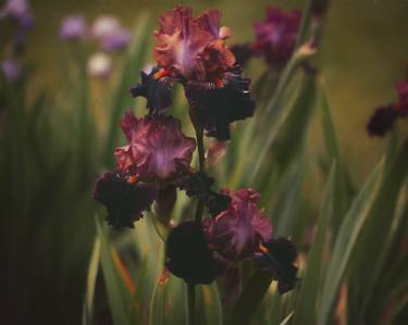 Still Life Night - Royal Purple Irises - Limited Edition 1 of 20 thumb