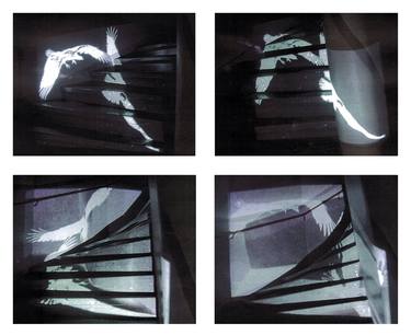 Birds in a room: projections in stairs thumb