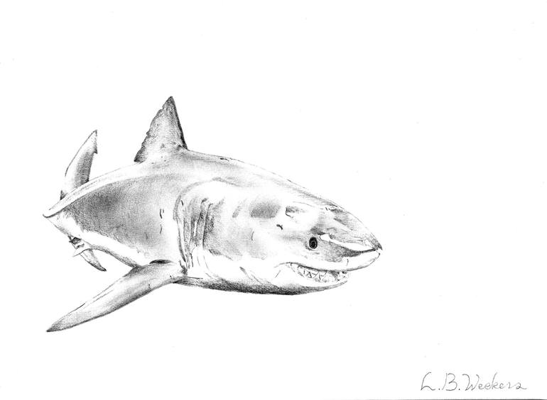 shark sketch
