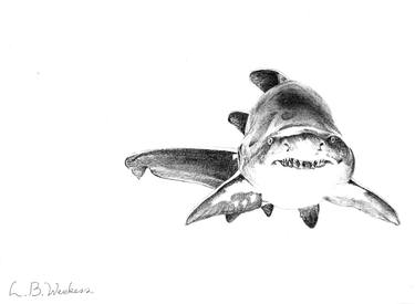 Sandtiger shark thumb