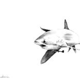 Thresher shark by Lauren Weekes