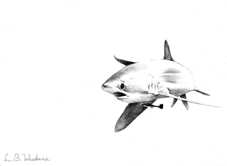 Thresher Shark Drawing