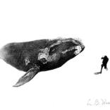 Southern Right whale with diver by Lauren Weekes