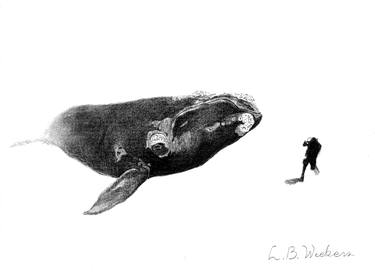 Southern Right whale with diver thumb