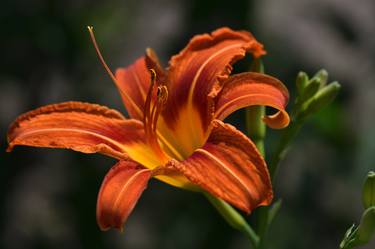 Day lily thumb