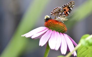 Butterfly and bee on a flower. thumb