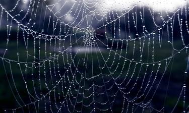 Morning spider's web - Limited Edition of 1 thumb