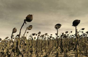 Original Surrealism Nature Photography by Andrea Benetti