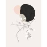 Collection Botanica