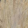 Winter Wheat: Hardiness Reaps Bounty (detail)