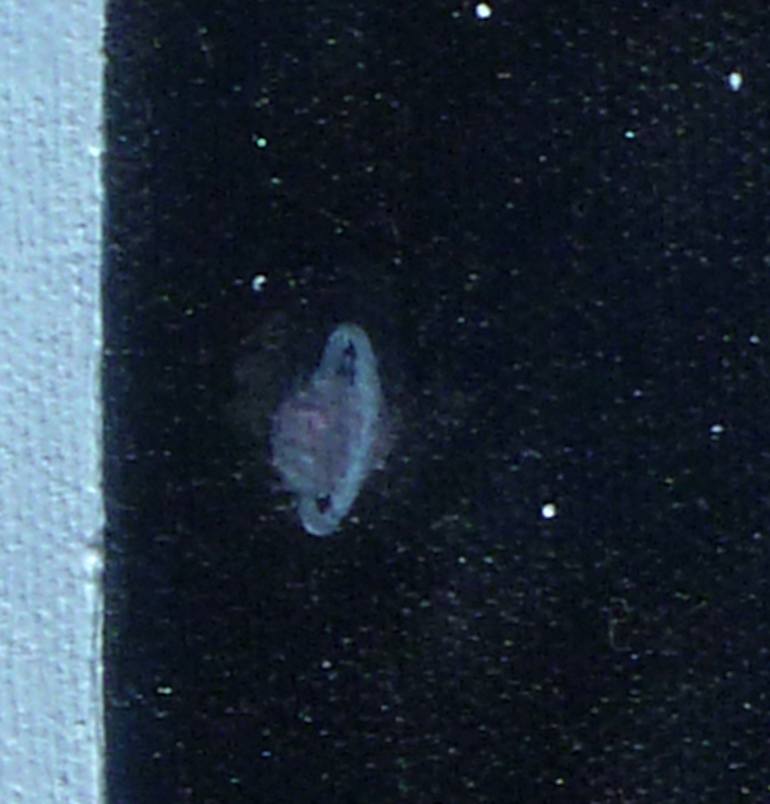 Original Expressionism Nature Painting by Samuel Leopold