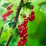 Bright red berries in front of a bright  a green background - complementary and brilliantly bright. Pure temptation.
Berries to bite and seductive.
All this in a oversized dimension - wow and must have - everybody will look on it.