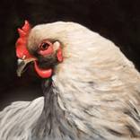 Chicken by karyn robinson