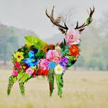 unusual appearance II by Angel Taurus