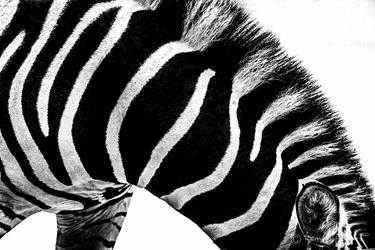 Zebra in Black and White thumb