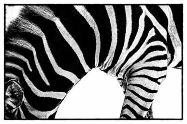 Zebra in Black and White 11 thumb