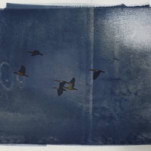 Collection Cyanotypes and more