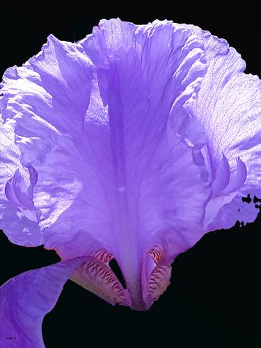 Iris grande viola - Limited Edition of 8 thumb