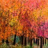 Through the Woods by Cynthia Angeles