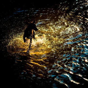 (Shine of light on a happy dog playing in the river) - Limited Edition 1 of 25 thumb