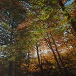 Colors of Fall by asli akyuz