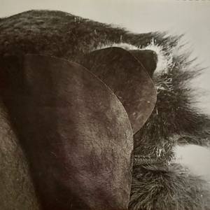 Venus in Furs