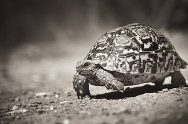 Original Fine Art Animal Photography by Nico van der Merwe