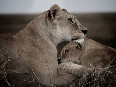 Mother holds cub thumb