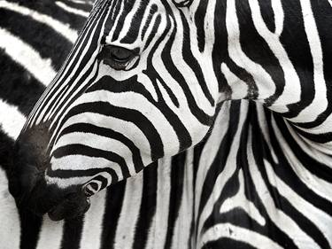 Zebra in Africa thumb