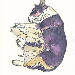 BULL  TERRIER  MATERNITY