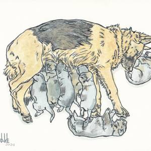 GERMAN SHEPHERD MATERNITY