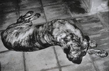 Print of Dogs Photography by Claudio Barake