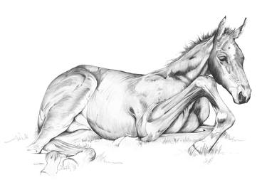 Print of Horse Drawings by Robin Cox