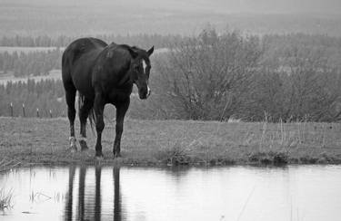 Print of Fine Art Horse Photography by Robin Cox