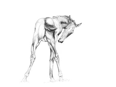 Print of Realism Horse Drawings by Robin Cox