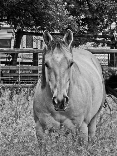 Print of Realism Horse Photography by Robin Cox