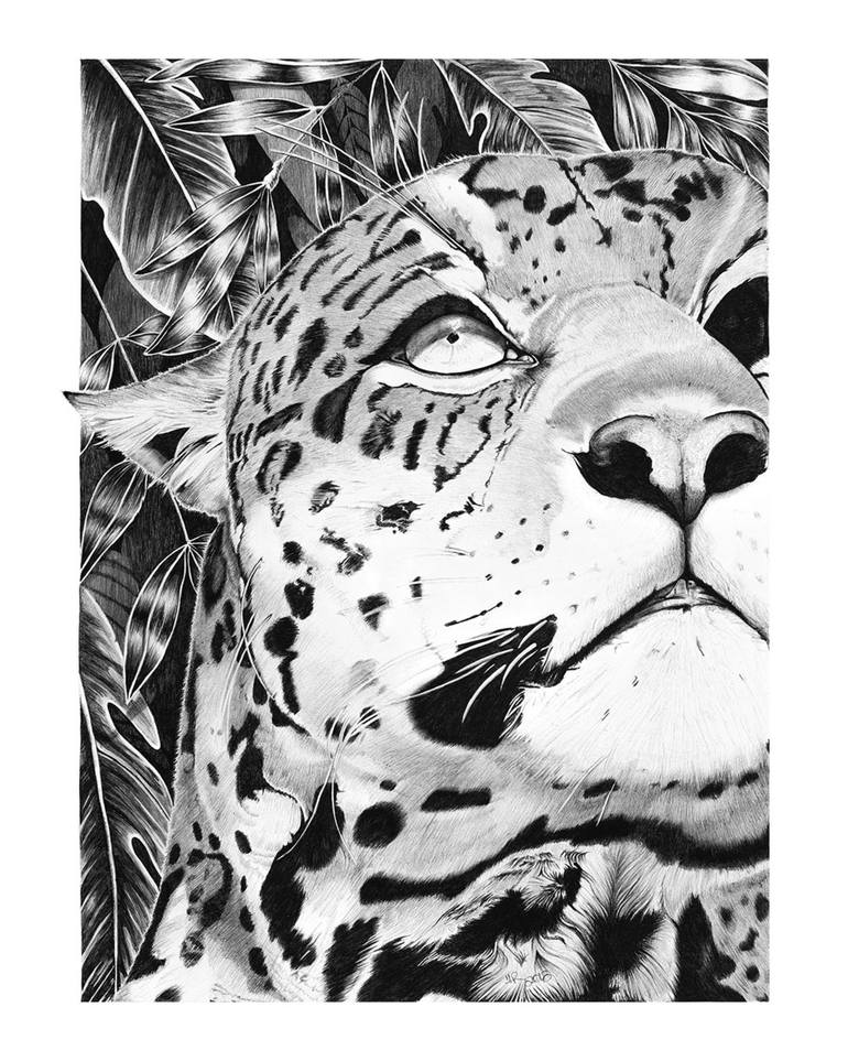 The Jaguar Drawing By Robin Cox Saatchi Art